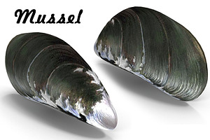 Mussel