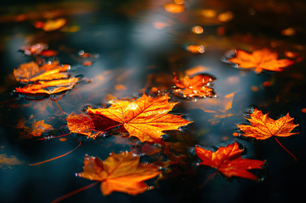 Floating Leaves on Still Water, a Nature Photo by Virgo Studio