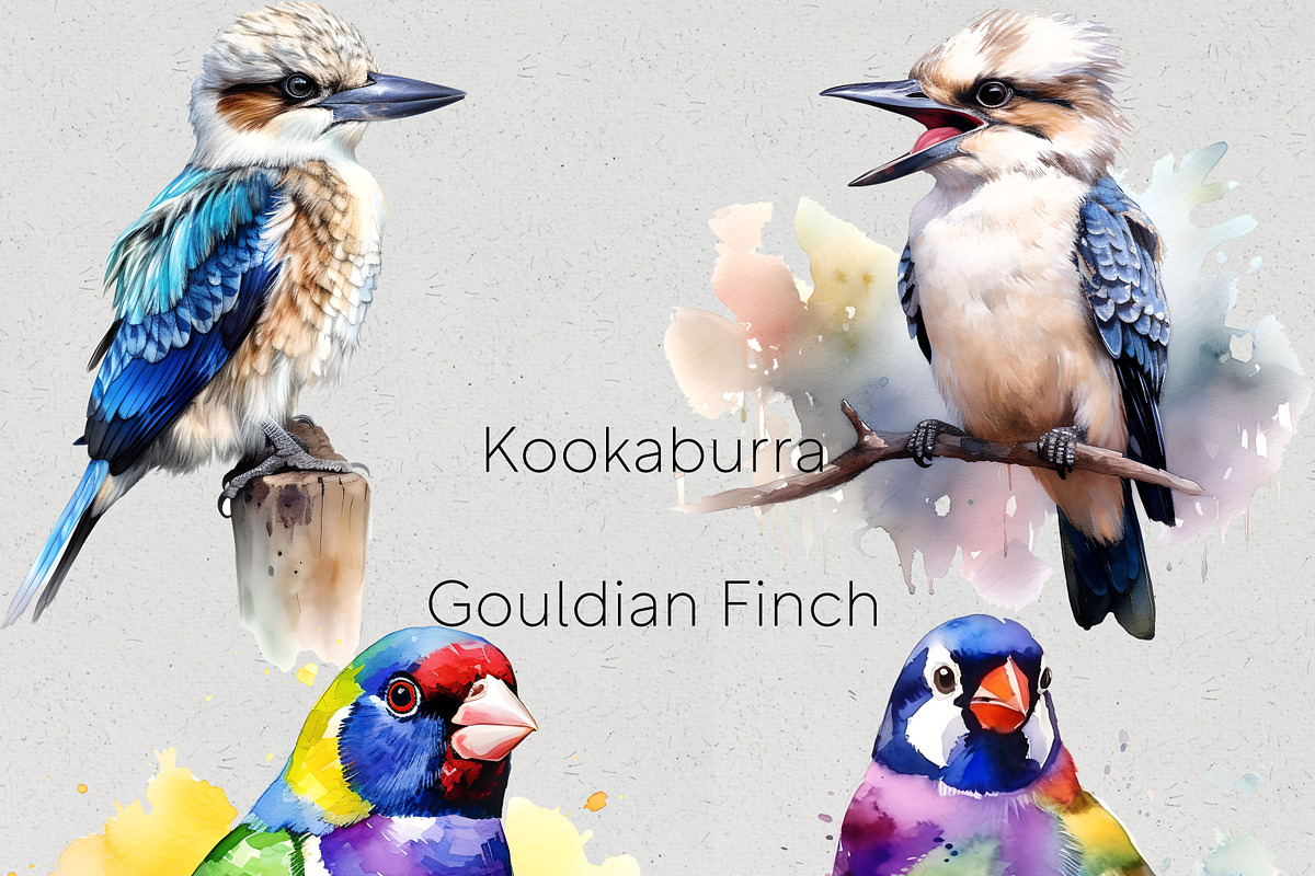 Australian Native Birds Clipart, an Animal Illustration by Pawcasso's Portraits (Photo 6 of 7)