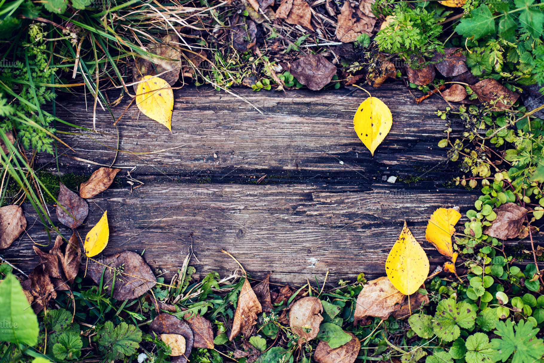 A beautiful wooden background a leaf of a yellow green autumn day in nature a, a Nature Photo by byswat