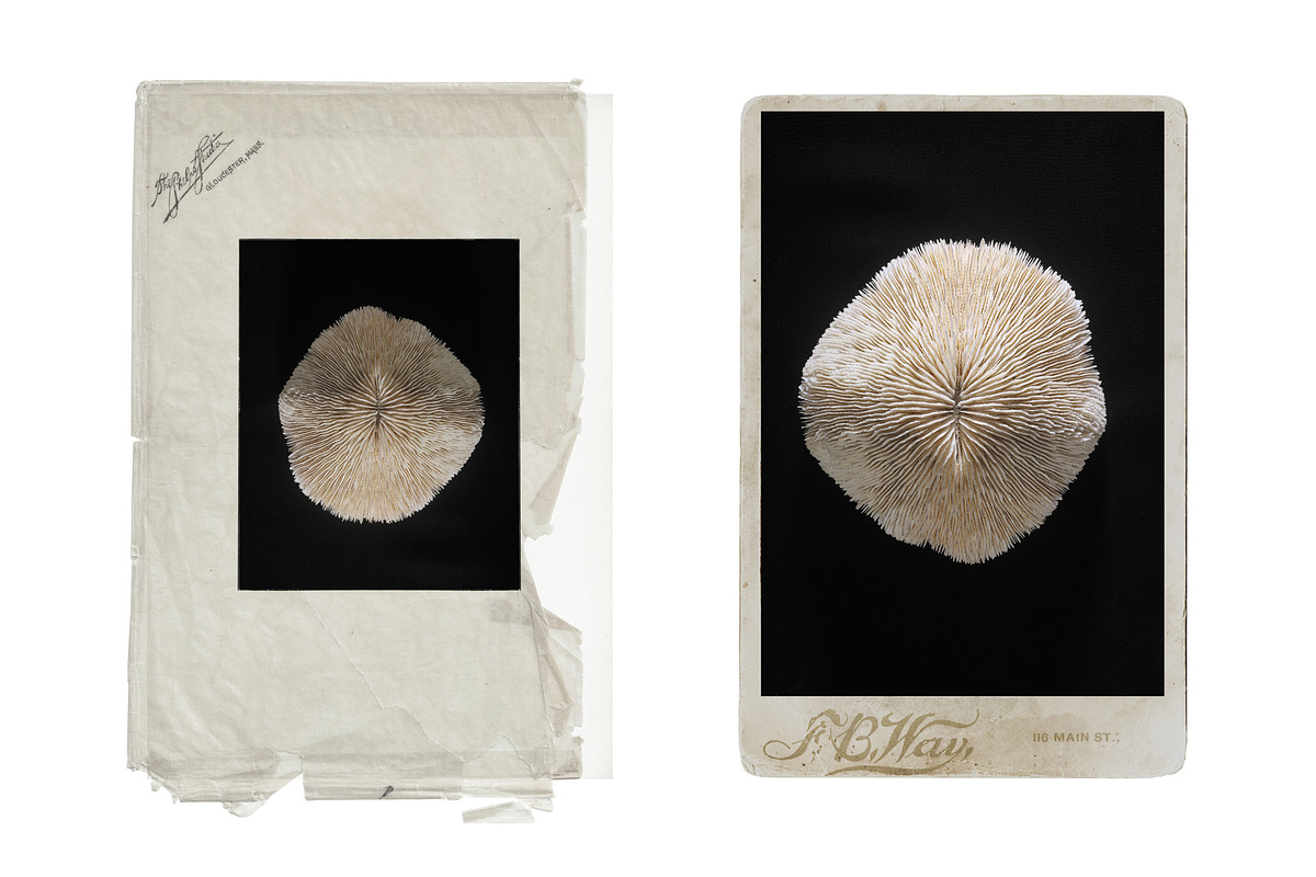 Vintage Scan Borders And Textures⸻1, a Texture Graphic by Studio Viita (Photo 1 of 8)