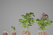Potato tuber set, an Environmental 3D Model by AndrewWhite (Thumbnail 1 of 7)