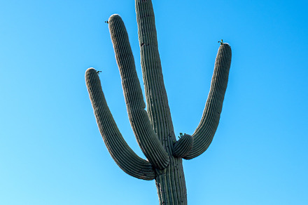 lonely Saguaro