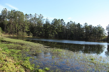Lake in Gold Head Branch State Park