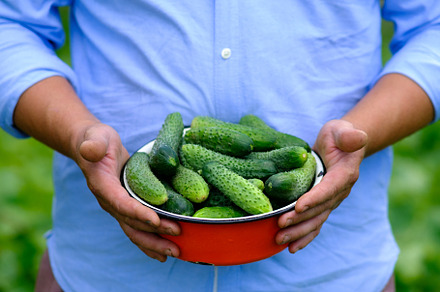 Fresh ripe cucumbers in bowl, a Food & Drink Photo by photoguns