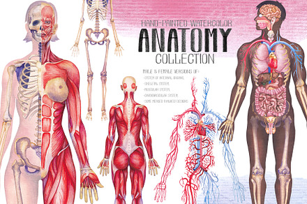 Watercolor anatomical body charts