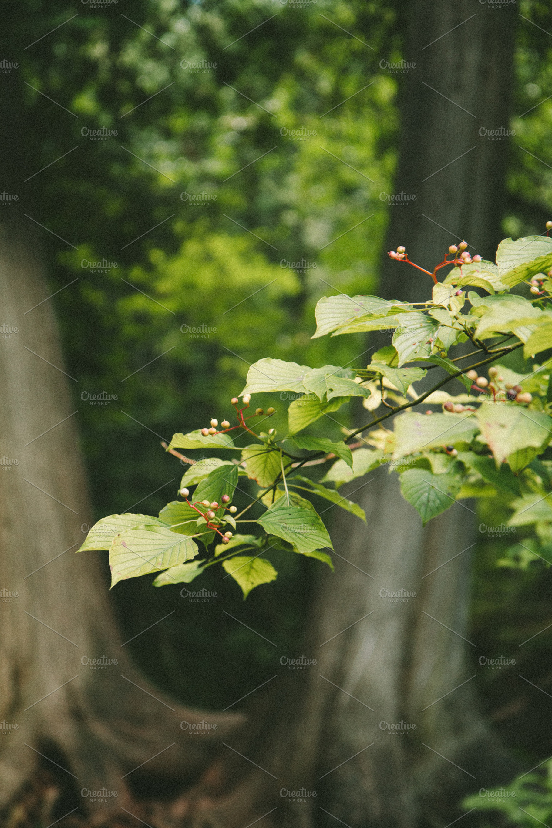 Branch With Trees