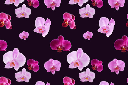 Seamless pattern of orchids