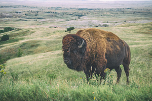 Bison in the Badlands National Park