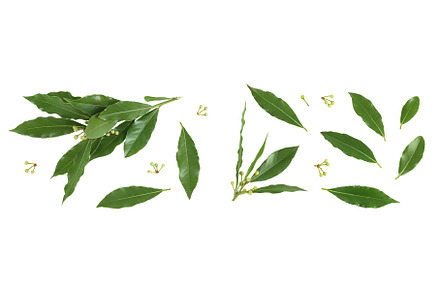 Fresh Laurel leaves isolated on