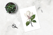 White Floral Clipart, Wreath, Frames, an Illustration by Secret Helper (Thumbnail 2 of 9)