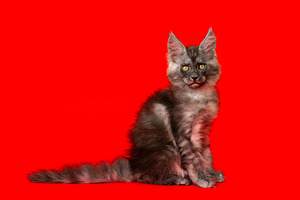 Adorable Maine Coon kitten with