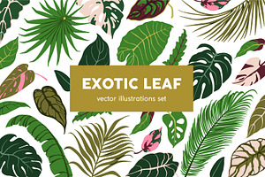 Exotic leaves. Green leaf plants set, a Decorative Illustration by Good Studio