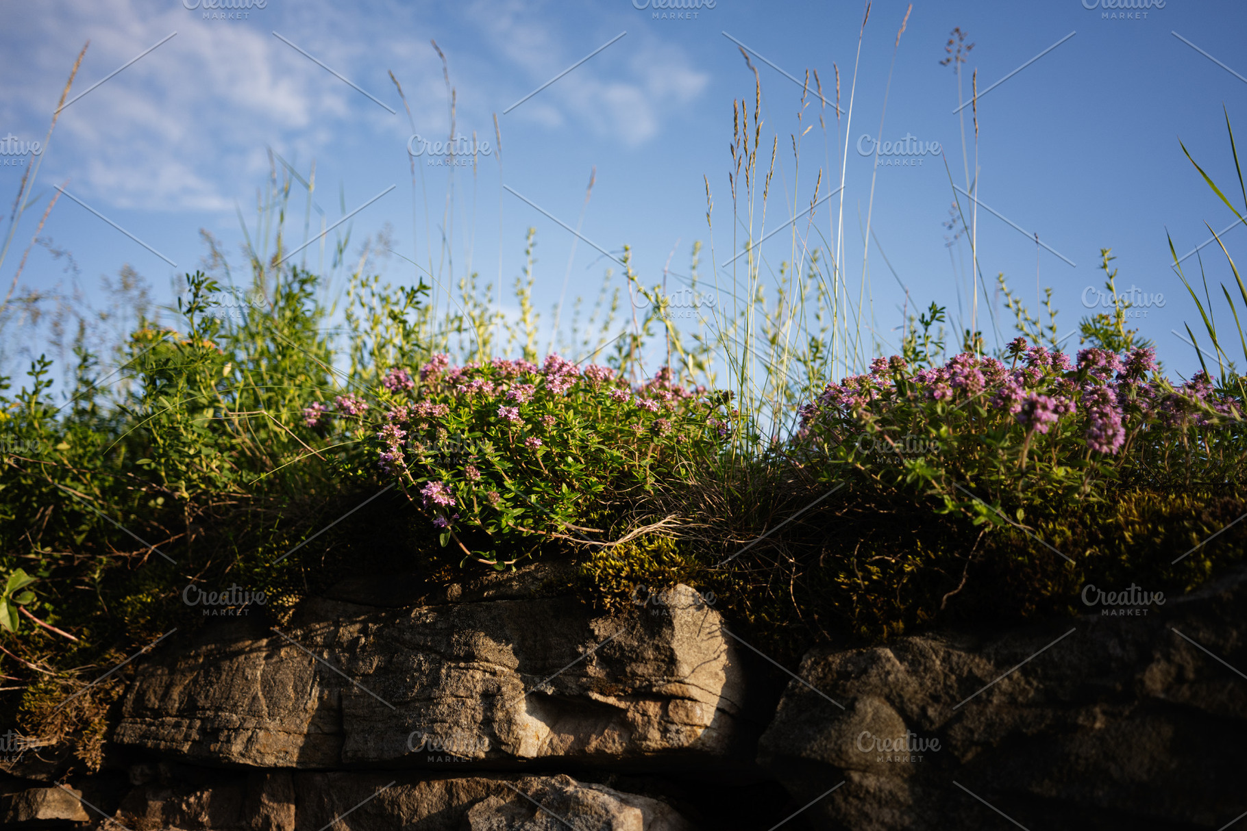 Wildflowers bloom atop a rocky hill under a clear blue sky, a Photo by AS photostudio
