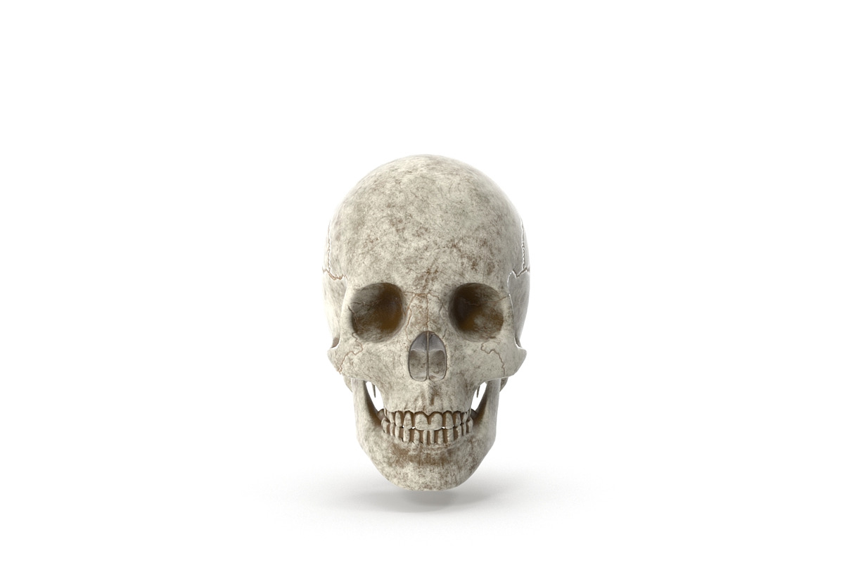Human Skull Anatomy, a Characters & Person 3D Model by Tedi Permana (Photo 1 of 7)
