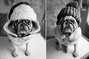 Creative Pug, an Animal Photo by WildStrawberry Magic (Thumbnail 3 of 6)