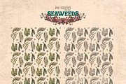 Seaweeds, an Object Illustration by Ink Stories (Thumbnail 21 of 24)