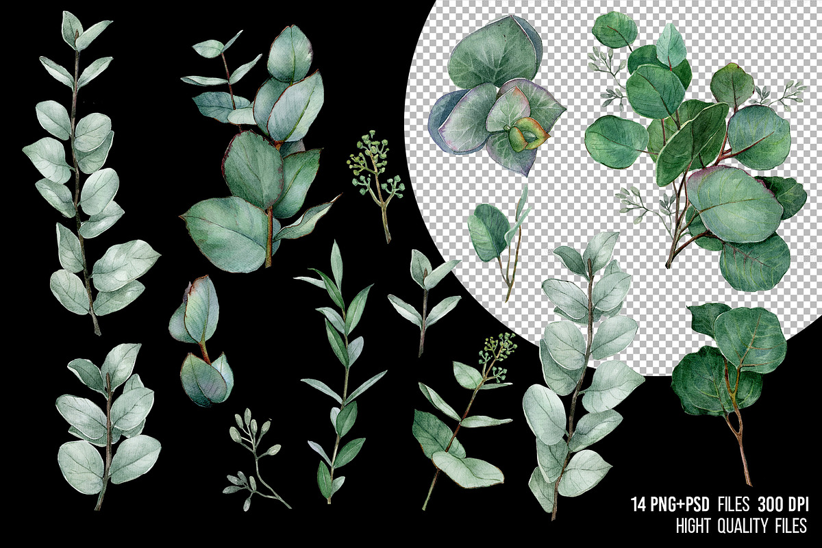 Watercolor eucalyptus leaves clipart, an Object Graphic by yana.fefelova (Photo 3 of 4)