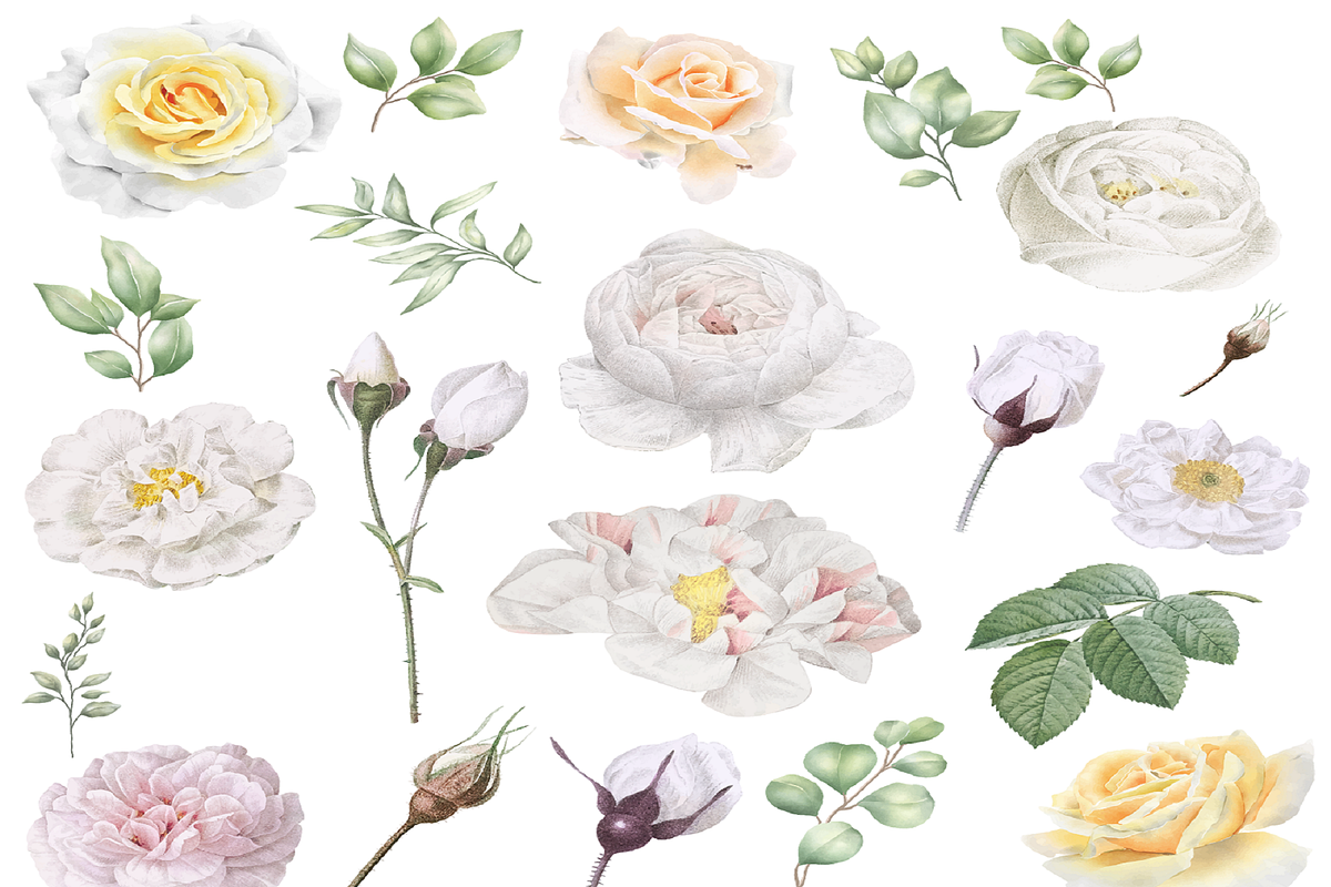 Watercolor White Floral Clipart Set, an Illustration by Digi_Design_World (Photo 3 of 5)