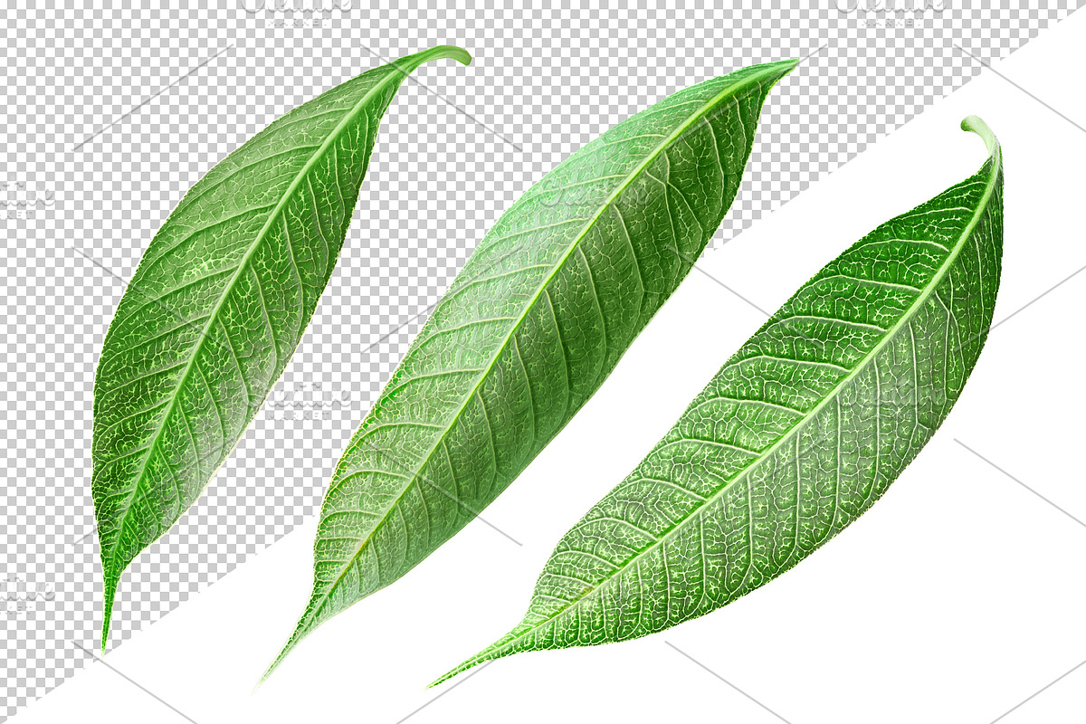 10 glossy leaves, an Object Graphic by Fruits+Veggies (Photo 2 of 4)