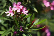 60 Flowers V2, a Background Graphic by Zoomin Istanbul (Thumbnail 9 of 13)