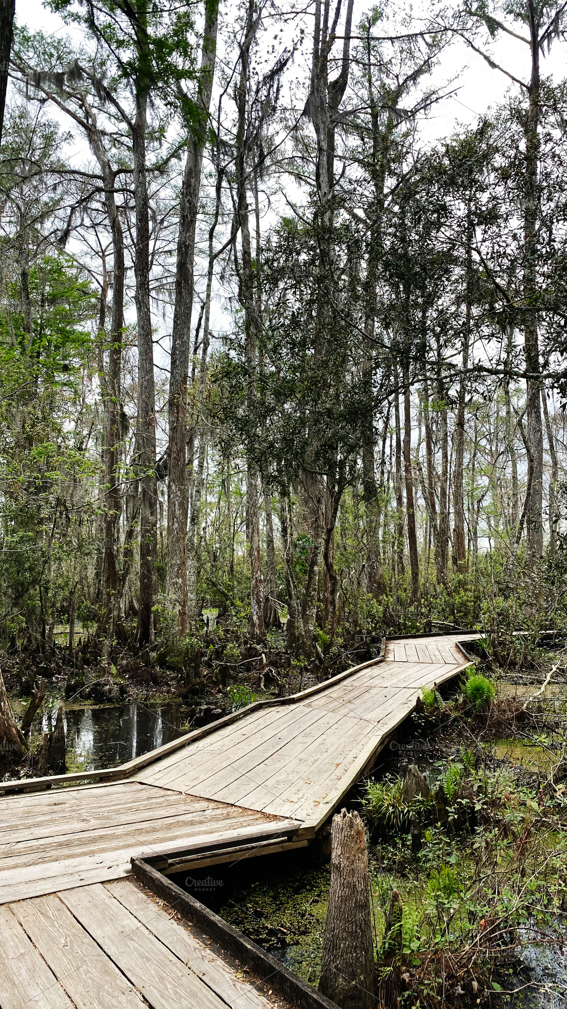 Wooden boardwalk through a swampy forest in Vacherie Louisiana USA inviting cal, a Photo by AS photostudio