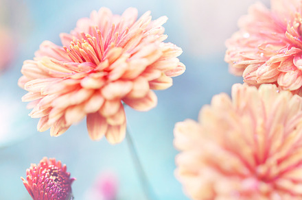 garden beautiful flowers vintage
