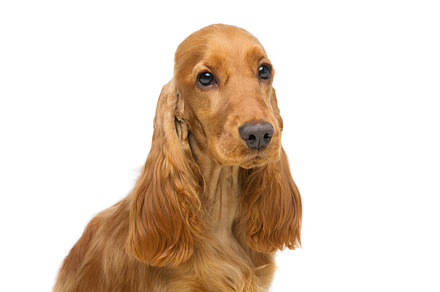 Beautiful young cocker spaniel featuring studio, fur, and friendly, an Animal Photo by Sweet Studio