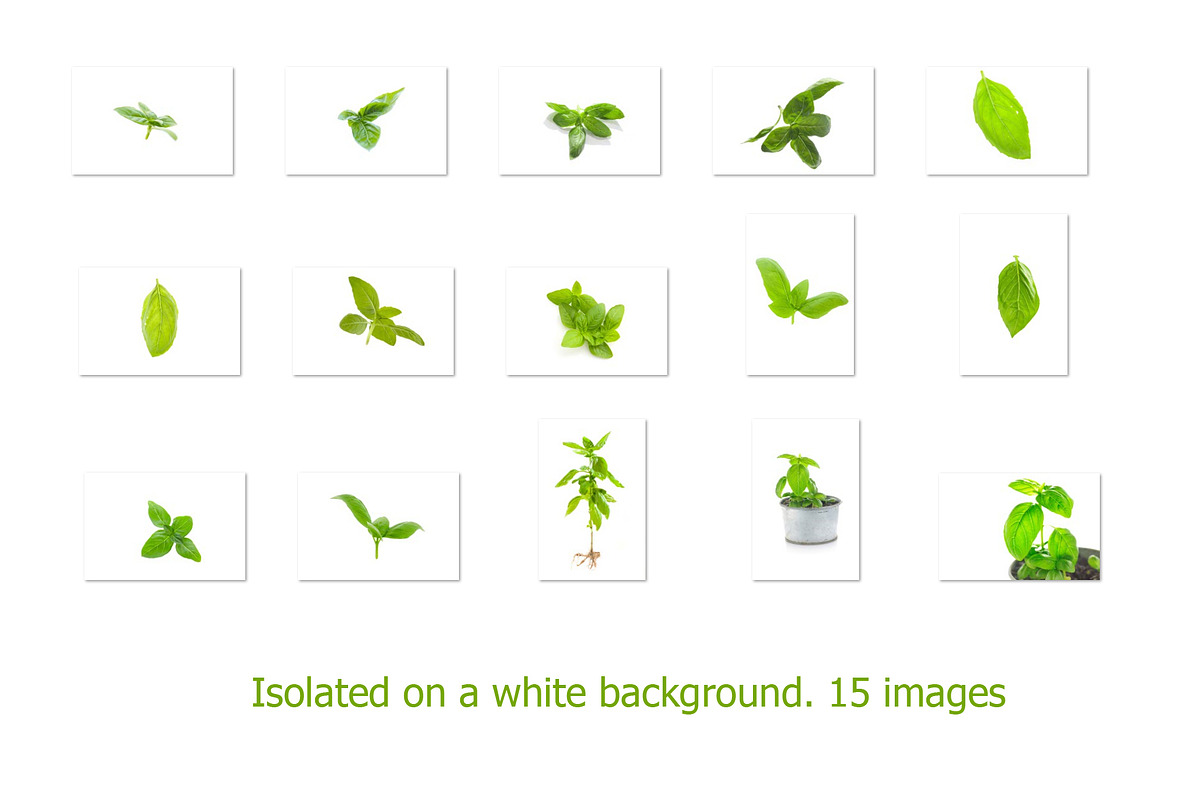 Basil. Isolated on a white., a Photo by Pullia (Photo 3 of 5)