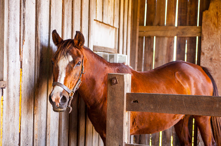 Horse Standing in Barn Stall