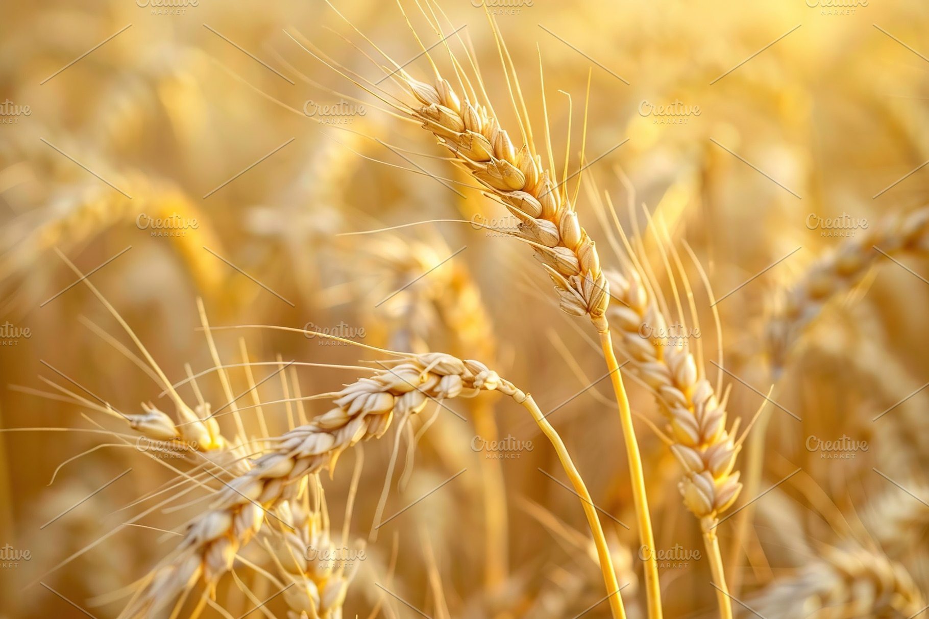 Yellow field with ripe wheat ears, a Nature Photo by AlyaAnd