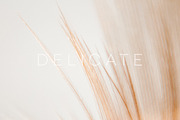 Delicate | 20 Feather Photos, a Nature Photo by Melanie Helena (Thumbnail 12 of 20)