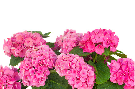 pink hortensia flowers, a Nature Photo by Neirfy