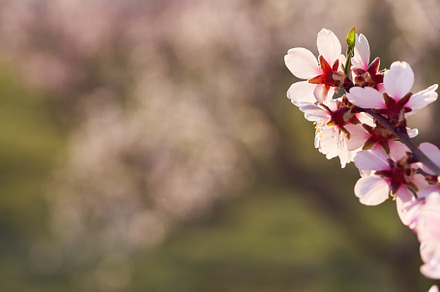 Blooming almond tree branches in spring on pink background with, a Nature Photo by Madeleine Steinbach