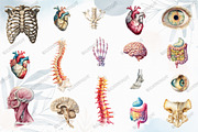 Antique Anatomy Overlays Set 2, a Graphic by designcity5 (Thumbnail 3 of 4)