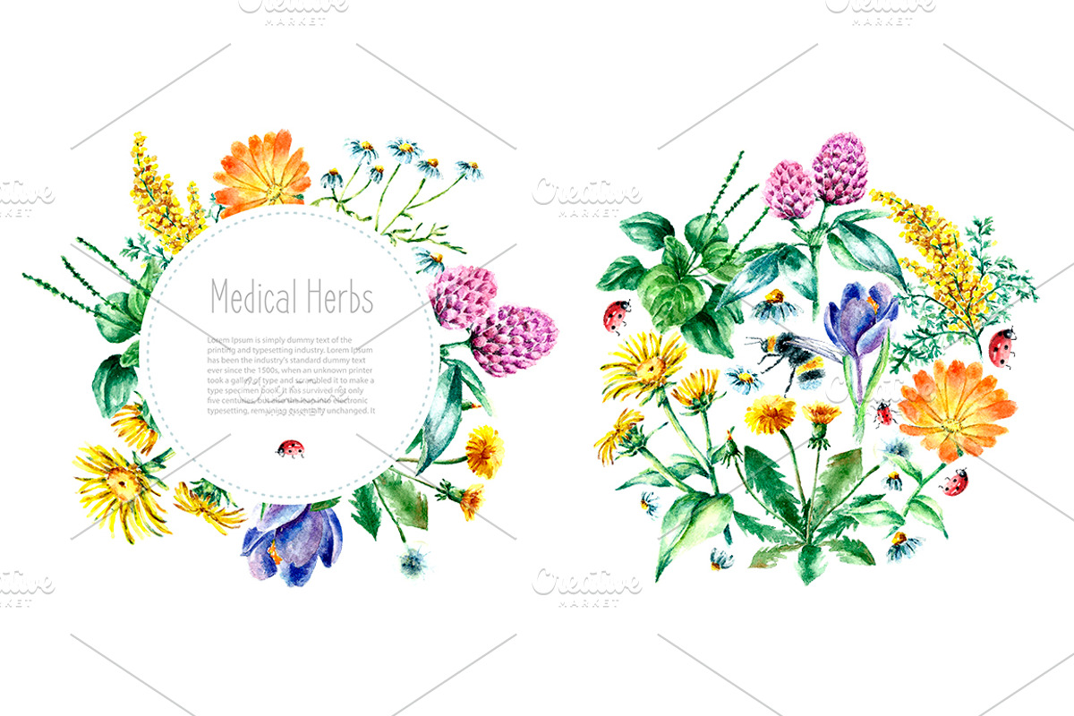 Watercolor medicinal herbs, a Healthcare Illustration by Vikeriya (Photo 3 of 6)