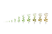 Vegetable growth stages pack, a Food Illustration by Ilia Design (Thumbnail 4 of 9)