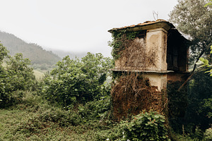 Old Galician granary covered in ivy, an Architecture Photo by Perpis