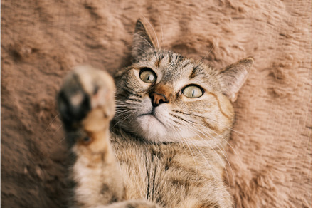 A playful domestic cat lies belly up