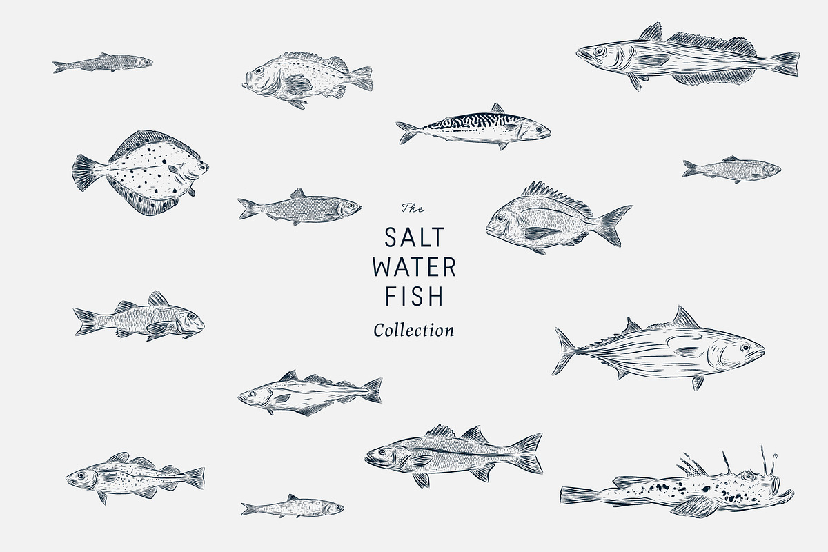 The Saltwater Fish Collection, an Animal Illustration by dicreate (Photo 2 of 6)