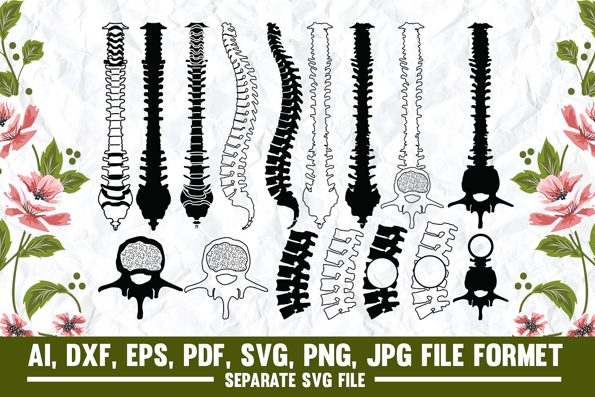 Anatomy Spine SVG, Human Spine SVG, Spinal Cord SVG