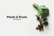 Plants & Roots Photo Pack, a Nature Photo by Matt Jones (Thumbnail 1 of 5)
