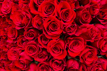 Natural red roses background