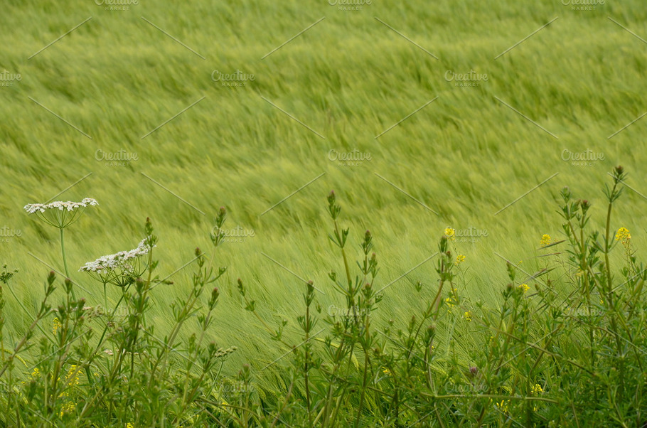 Grass And Flowers Texture