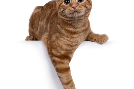 European Shorthair cat on white background