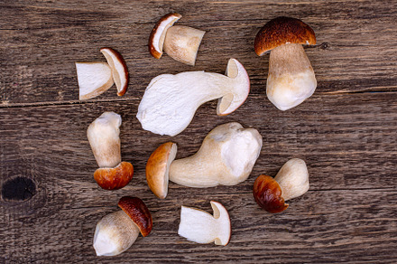 porcini mushrooms