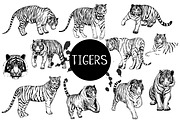 Tigers, an Animal Illustration by Ecaterina Sciuchina (Thumbnail 1 of 5)