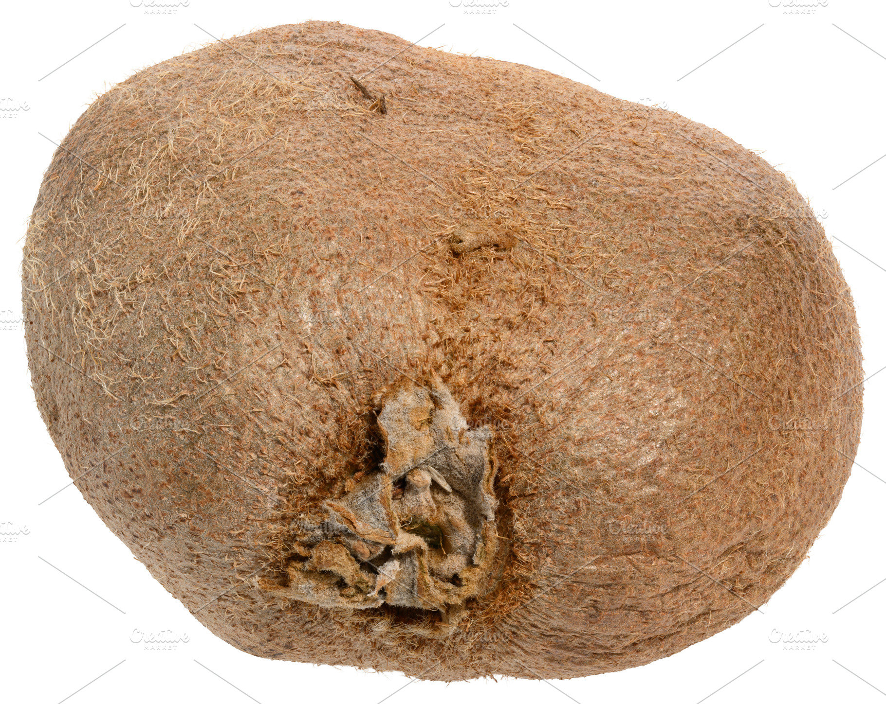Whole ripe kiwi on isolated background, close up, a Food & Drink Photo by ndanko