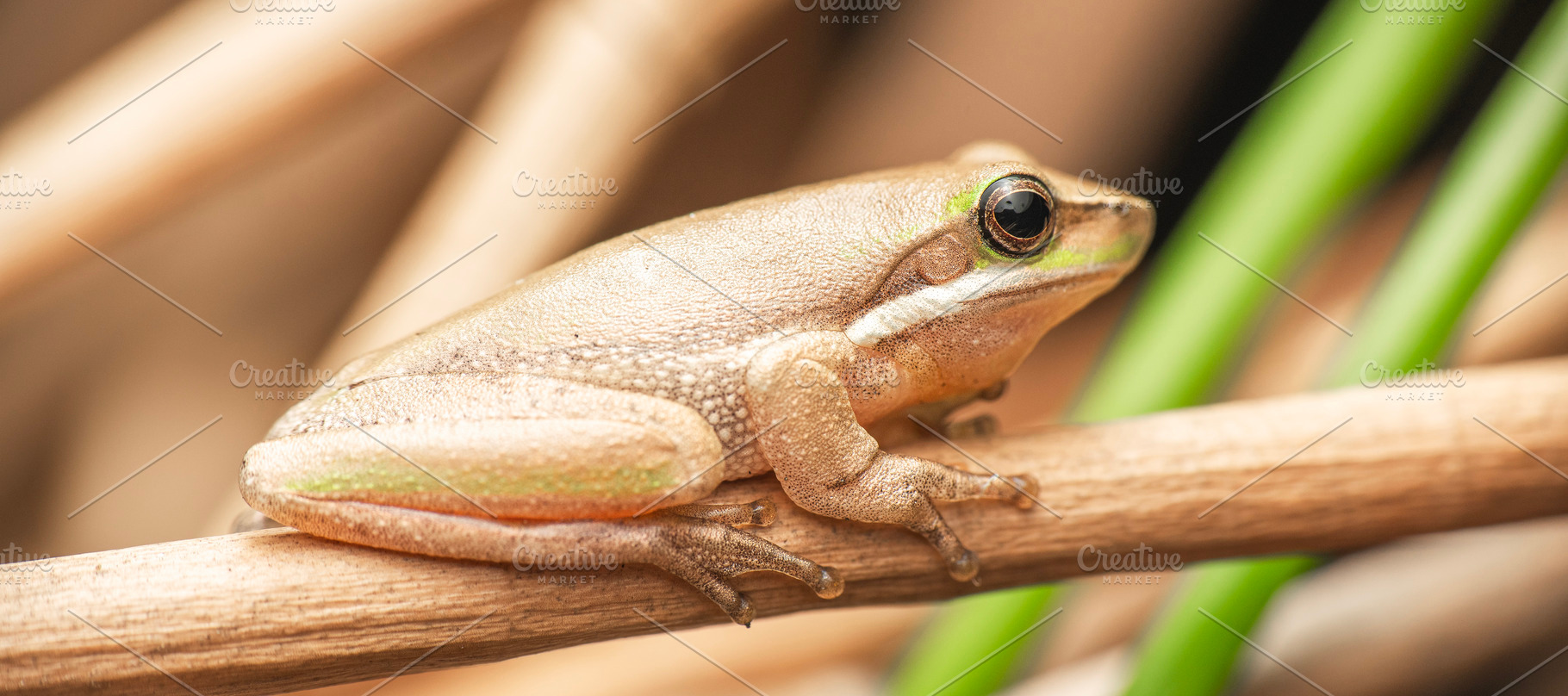 Eastern Dwarf Tree Frog, an Animal Photo by Rob D Animal Photography