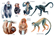 Watercolor Happy Monkeys, an Animal Illustration by Anastasia (Thumbnail 10 of 13)